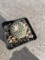 Preview: Turbinicarpus valdezianus